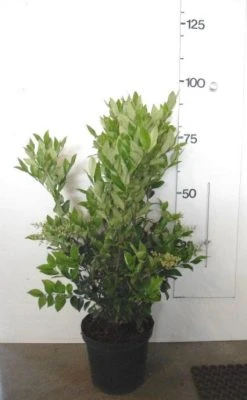 Liguster (Ligustrum Japonicum 'Texanum') -Groene Wereld 20130120144147 7