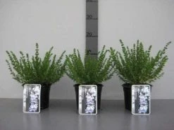 Prostanthera (Prostanthera Cuneata) -Groene Wereld 20130120155913 1