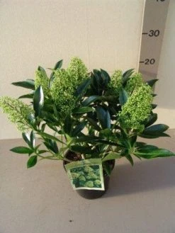 Skimmia (Skimmia Confusa 'Kew Green') -Groene Wereld 20130120161109 3