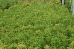 Niet Woekerende Bamboe (Fargesia Robusta) -Groene Wereld 20130121115059 5