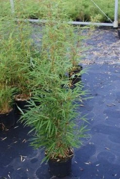 Niet Woekerende Bamboe (Fargesia Robusta) -Groene Wereld 20130121115128 5 1