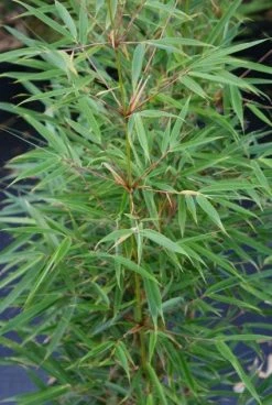 Niet Woekerende Bamboe (Fargesia Robusta) -Groene Wereld 20130121115155 5 1