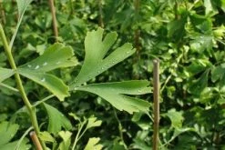 Japanse Notenboom (Ginkgo Biloba) -Groene Wereld 20130121120928 10