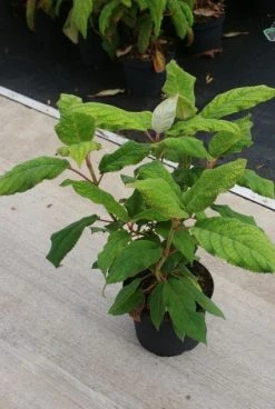 Fluweelhortensia (Hydrangea Aspera 'Macrophylla') -Groene Wereld 20130121123911 6