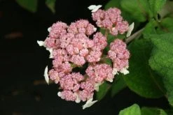 Fluweelhortensia (Hydrangea Aspera 'Macrophylla') -Groene Wereld 20130121123942 6 1