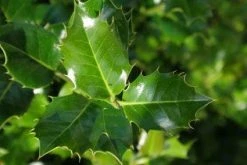 Gewone Hulst (Ilex Aquifolium) -Groene Wereld 20130121124549 12
