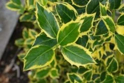 Hulst Op Stam (Ilex 'Argentea Marginata') -Groene Wereld 20130121124819 1 1