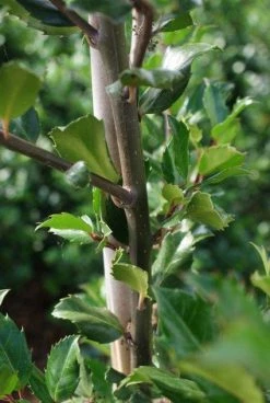Blauwe Hulst (Ilex Meserveae 'Blue Prince') 17 Blauwe Hulst (Ilex Meserveae 'Blue Prince') -Groene Wereld 20130121125422 10