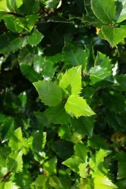 Blauwe Hulst (Ilex Meserveae 'Blue Prince') 16 Blauwe Hulst (Ilex Meserveae 'Blue Prince') -Groene Wereld 20130121125453 10