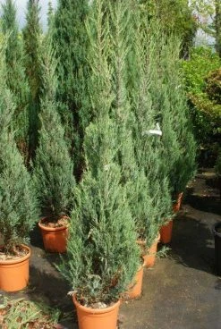 Jeneverbes (Juniperus Scopulorum 'Skyrocket') -Groene Wereld 20130121125843 6 1