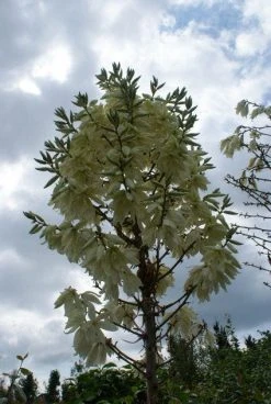 Palmlelie (Yucca Flaccida 'Golden Sword') -Groene Wereld 20130121131054 1 1