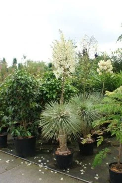 Palmlelie (Yucca Flaccida 'Golden Sword') -Groene Wereld 20130121131129 1 1