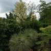 Palmlelie (Yucca Flaccida 'Golden Sword') -Groene Wereld 20130121131157 1