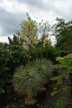Palmlelie (Yucca Flaccida 'Golden Sword')