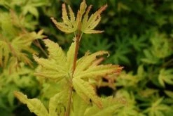 Japanse Esdoorn (Acer Palmatum 'Orange Dream') -Groene Wereld 20130121134107 4