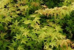Japanse Esdoorn (Acer Palmatum 'Orange Dream') -Groene Wereld 20130121134146 4