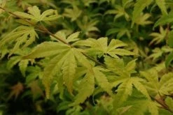 Japanse Esdoorn (Acer Palmatum 'Orange Dream') -Groene Wereld 20130121134212 4