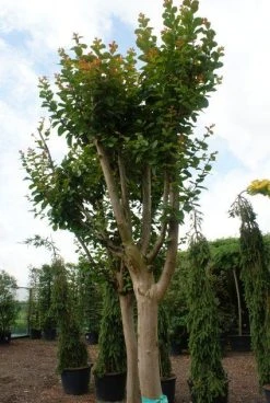 Roze Lagerstroemia Als Boom (Lagerstroemia Indica) -Groene Wereld 20130121162344 9 1