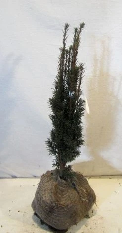 Zuiltaxus (Taxus Baccata 'Fastigiata Robusta') -Groene Wereld 20130125132756 17