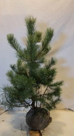 Grove Den, Solitair (Pinus Sylvestris) -Groene Wereld 20130125134849 18