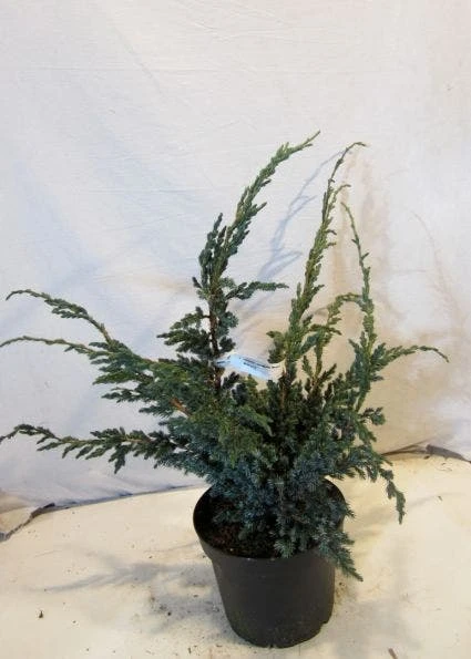 Jeneverbes (Juniperus Squamata 'Meyeri') 4 Jeneverbes (Juniperus Squamata 'Meyeri') - Afbeelding 2