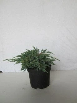 Jeneverbes (Juniperus Squamata 'Blue Carpet') -Groene Wereld 20130125154733 4 1