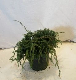 Jeneverbes (Juniperus Squamata 'Blue Carpet') -Groene Wereld 20130125154745 4 1