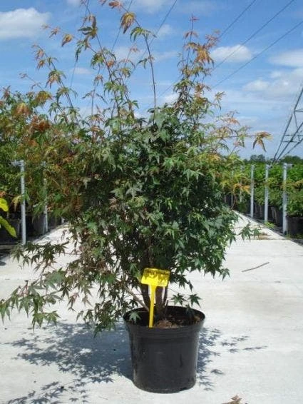 Japanse Esdoorn (Acer Palmatum) 4 Japanse Esdoorn (Acer Palmatum) - Afbeelding 2