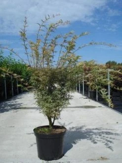 Japanse Esdoorn (Acer Palmatum 'Butterfly') -Groene Wereld 20130214100424 8