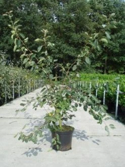 Krentenboom Als Struik (Amelanchier Lamarckii) -Groene Wereld 20130214100736 13 1