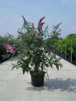 Vlinderstruik (Buddleja Davidii 'Black Knight') 17 Vlinderstruik (Buddleja Davidii 'Black Knight') -Groene Wereld 20130214101325 5 1
