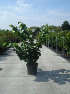 Chinese Judasboom (Cercis Chinensis 'Avondale') -Groene Wereld 20130214102822 5