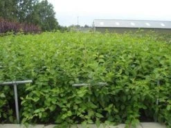 Kornoelje (Cornus Alba 'Sibirica') -Groene Wereld 20130214103528 6