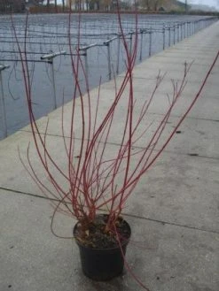Kornoelje (Cornus Alba 'Sibirica') -Groene Wereld 20130214103537 6