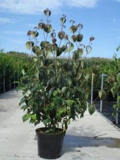 Kornoelje (Cornus Kousa 'China Girl') 27 Kornoelje (Cornus Kousa 'China Girl') -Groene Wereld 20130214104328 8