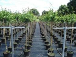 Rode Meidoorn (Crataegus Laevigata 'Paul's Scarlet') -Groene Wereld 20130214111754 14