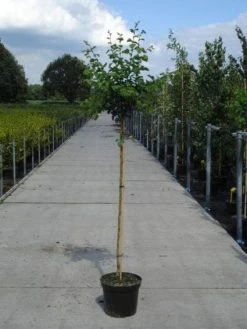 Rode Meidoorn (Crataegus Laevigata 'Paul's Scarlet') -Groene Wereld 20130214111804 14