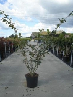 Toverhazelaar (Hamamelis Intermedia 'Jelena') -Groene Wereld 20130214114339 14 7 7