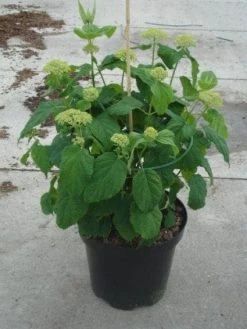 Hortensia (Hydrangea 'Strong Annabelle') 26 Hortensia (Hydrangea 'Strong Annabelle') -Groene Wereld 20130214115328 1 1