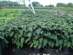 Fluweelhortensia (Hydrangea Aspera 'Macrophylla') -Groene Wereld 20130214115506 6