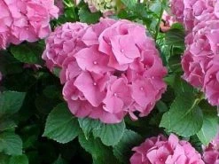 Hortensia Roze (Hydrangea 'Forever&Ever' Pink) -Groene Wereld 20130214125745 1