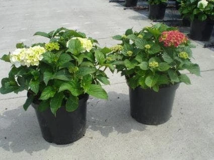 Hortensia (Hydrangea Macrophylla 'Soeur Therese') 3 Hortensia (Hydrangea Macrophylla 'Soeur Therese')