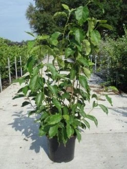 Beverboom (Magnolia Soulangeana) 13 Beverboom (Magnolia Soulangeana) -Groene Wereld 20130214140530 10 1