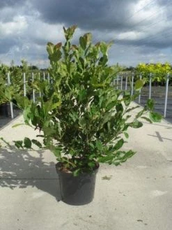 Stermagnolia (Magnolia Stellata) -Groene Wereld 20130214142333 13 1