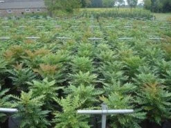 Mahoniestruik (Mahonia Media 'Winter Sun') 12 Mahoniestruik (Mahonia Media 'Winter Sun') -Groene Wereld 20130214142529 11