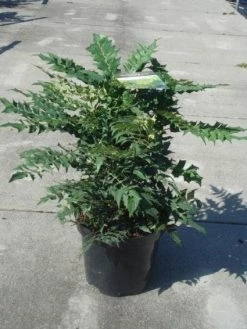 Mahoniestruik (Mahonia Media 'Winter Sun') 16 Mahoniestruik (Mahonia Media 'Winter Sun') -Groene Wereld 20130214142545 11