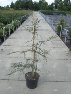 Schijnbeuk (Nothofagus Antarctica) 8 Schijnbeuk (Nothofagus Antarctica) -Groene Wereld 20130214142835 10