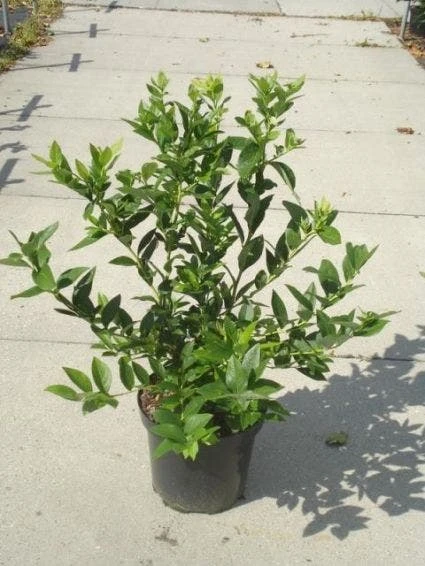 Bosbes (Vaccinium Corymbosum) 4 Bosbes (Vaccinium Corymbosum) - Afbeelding 2