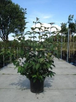 Sneeuwbal (Viburnum Bodnantense 'Dawn') 15 Sneeuwbal (Viburnum Bodnantense 'Dawn') -Groene Wereld 20130215094907 35 7