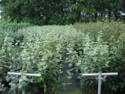 Sneeuwbal (Viburnum Carlcephalum) -Groene Wereld 20130215095422 11